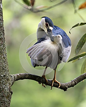 Black-crowned Night Heron Photos. Image. Portrait. Picture.  Cleaning wings. Perched. Bokeh background