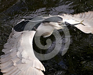 Black-crowned Night Heron Photos. Image. Portrait. Picture. Close-up profile view. Flying. Spread wings. Fish in its beak
