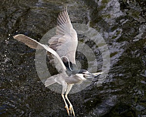 Black-crowned Night Heron Photos. Image. Portrait. Picture. Close-up profile view. Flying. Spread wings. Fish in its beak