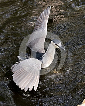 Black-crowned Night Heron Photos. Image. Portrait. Picture.  Flying bird. Spread wings. Close-up profile view