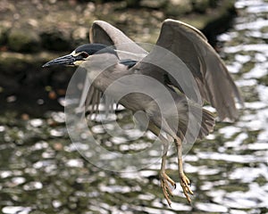 Black-crowned Night Heron Photos. Image. Portrait. Picture. Flying bird. Spread wings. Water background. Close-up profile view