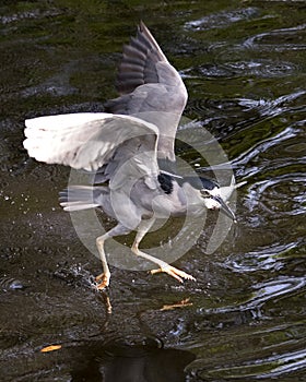 Black-crowned Night Heron Photos. Image. Portrait. Picture.  Flying with fish in its beak. Over water. Spread wings