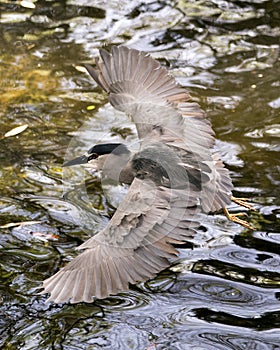 Black-crowned Night Heron Photos. Image. Portrait. Picture.  Flying over water. Spread wings. Close-up profile view