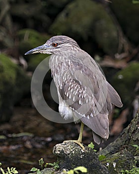 Black-crowned Night Heron Photos. Image. Portrait. Picture.  Juvenile bird. Close-up side profile view. Brown feather plumage