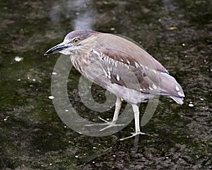 Black-crowned Night Heron Photos. Image. Portrait. Picture.  Standing in the water. Brown plumage