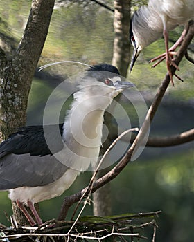 Black-crowned Night Heron Photos. Image. Portrait. Picture.  Two birds interacting on the nest