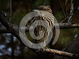 Black-crowned night heron posing on a tree branch. photo