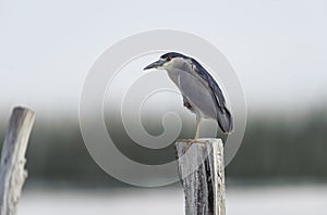 Black-crowned night heron on post