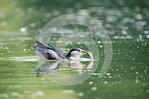 Night heron prey closeup