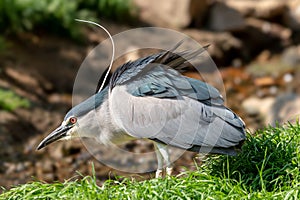 Black-crowned night heron with red eyes and long beak