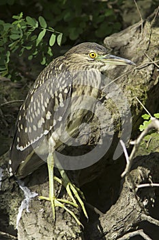 Black-Crowned Night-Heron resting on the branch / Nycticorrax nycticorax