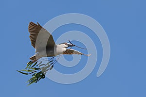 A Black-crowned Night Heron Returns to the Rookery with a Branch to Use as He Builds a Nest