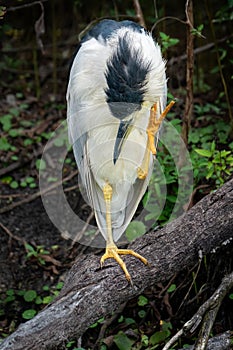 Black-crowned Night Heron Scratching his Head