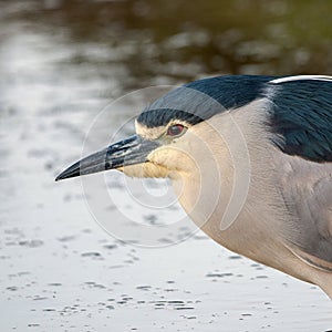 Black crowned Night Heron