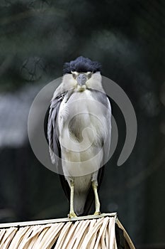 Black crowned night heron seems to be laughing, day standing, bird