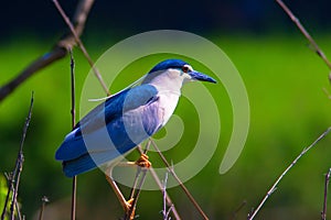 Black-crowned night heron single bird on branch