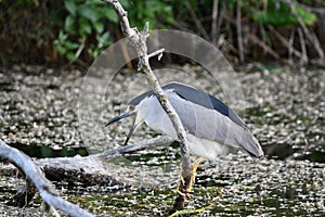 Black Crowned Night Heron sits perched on a fallen tree along edge of river