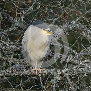 Black-crowned Night-Heron sitting on a branch at George C. Reifel Migratory Bird Sanctuary