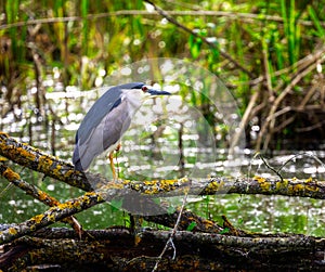 Black-crowned night heron sitting on a fallen tree