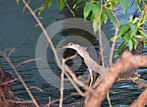 Black crowned night heron