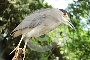 Black crowned Night Heron standing on small wood