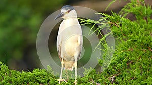 Black-crowned Night Heron Standing in a Tree