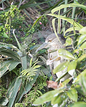 Black crowned Night-heron stock photo. Black crowned Night-heron juvenile bird perched at the bottom of a tree displaying brown photo