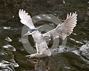 Black-crowned Night Heron Stock Photos. Portrait. Image. Picture. Close-up profile view. Flying bird. Water. Spread wings