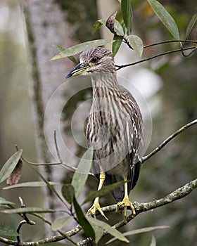 Black-crowned Night Heron Stock Photos. Portrait. Image. Picture. Juvenile bird. Perched. Bokeh background