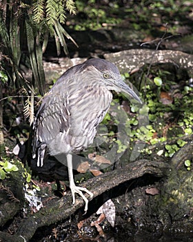 Black-crowned Night Heron Stock Photos. Portrait. Image. Picture. Juvenile bird. Perched on a branch. Foliage background