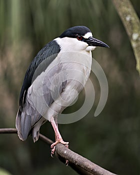 Black-crowned Night Heron Stock Photos. Portrait. Image. Picture. Perched on branch. Bokeh background