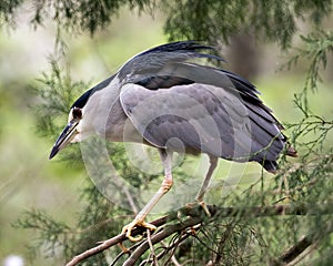 Black-crowned Night Heron Stock Photos. Portrait. Image. Picture. Perched on branch. Bokeh background