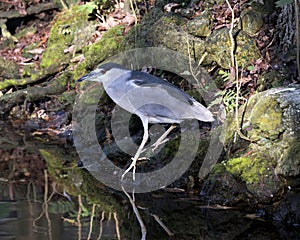 Black-crowned Night Heron Stock Photos. Portrait. Image. Picture. Rocks and moss background. Standing by the water with reflection