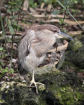 Black-crowned Night Heron Stock Photos. Portrait. Image. Picture. Standing on moss rocks with foliage background