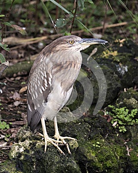 Black-crowned Night Heron Stock Photos. Portrait. Image. Picture. Standing on moss rocks with foliage background