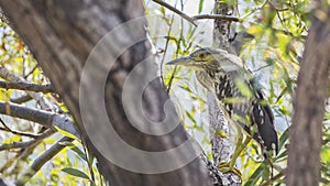 Black-crowned night-heron on Tree