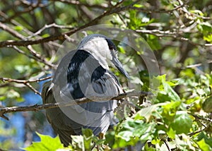 Black crowned night heron preening in a tree