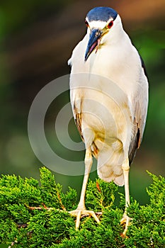 Black-crowned Night Heron in Tree with Tongue Out