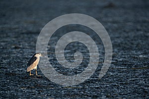 Black-crowned Night Heron at Tubli bay, Bahrain