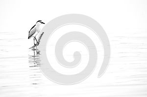 Black-crowned Night Heron at Tubli bay, a highkey image