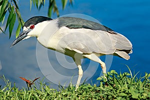 Black Crowned Night Heron Venice Rookery photo