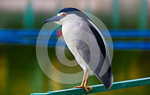 Black crowned night heron with the white plumes
