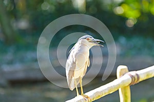 Black-crowned night heron