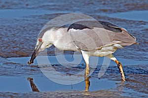 Black-crowned Night Heron With Worm