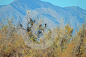 Black Crowned Night Herons (Nycticorax nycticorax)