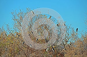 Black Crowned Night Herons (Nycticorax nycticorax)