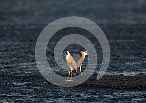 Black-crowned Night Herons at Tubli bay, Bahrain