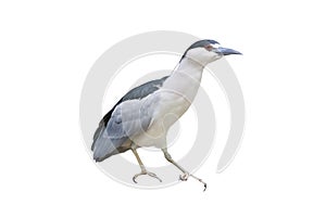 black-crowned night isolated on white background