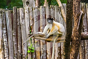 Black crowned sifaka monkey sitting on a tree branch, Endangered lemur specie from Madagascar