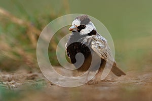 Black-crowned Sparrow-Lark - Eremopterix nigriceps in the desert of Boa Vista